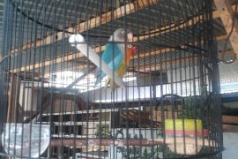 Tips Merawat Lovebird Agar Rajin Bunyi/ Gacor